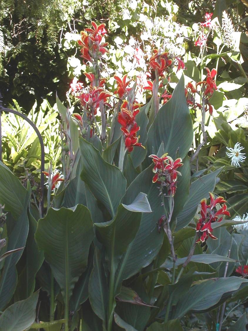 Canna X generalis