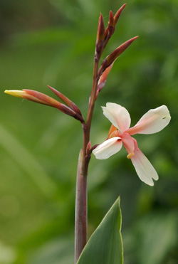 Canna X generalis