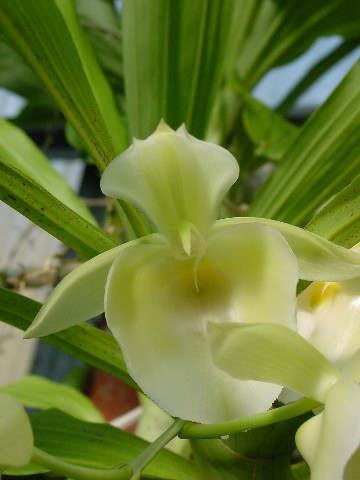 Catasetum spp.