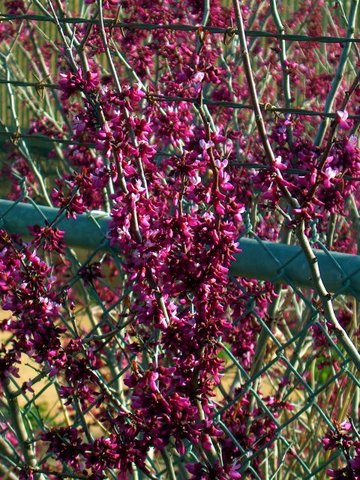 Cercis occidentalis