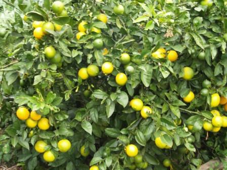 Citrus limon