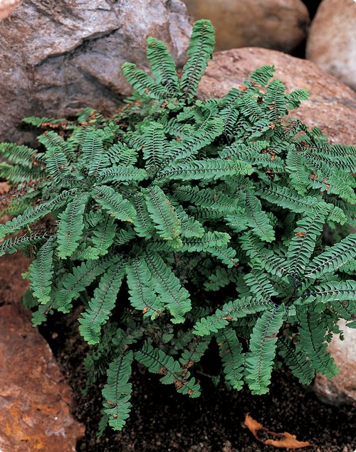 Adiantum pedatum