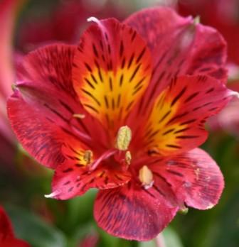 Alstroemeria spp.