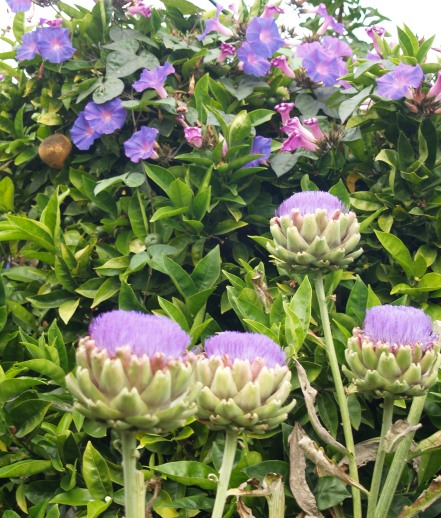 Artichoke