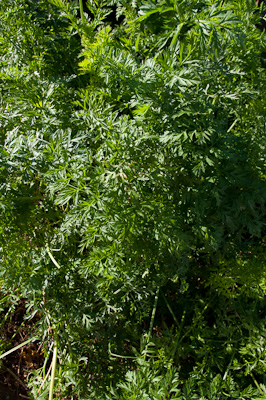 Daucus carota var. sativus