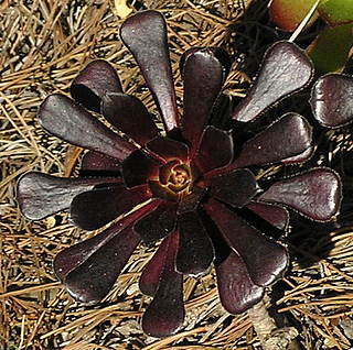 Aeonium aboreum var. atropurpureum 'Zwartkop'