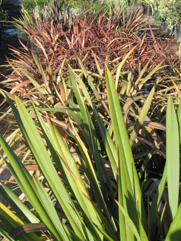 Phormium spp