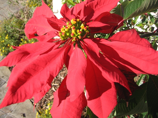 Euphorbia pulcherrima 
