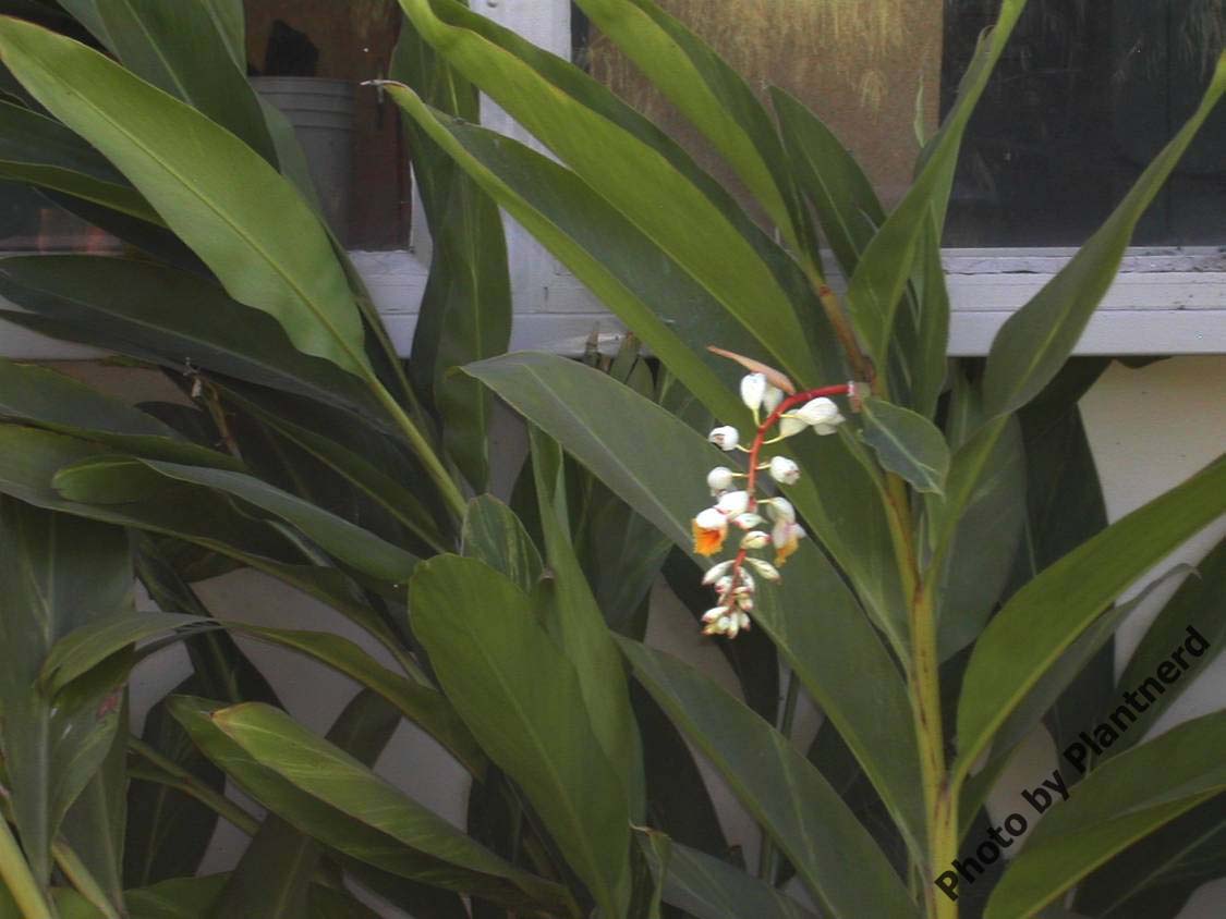 Alpinia zerumbet