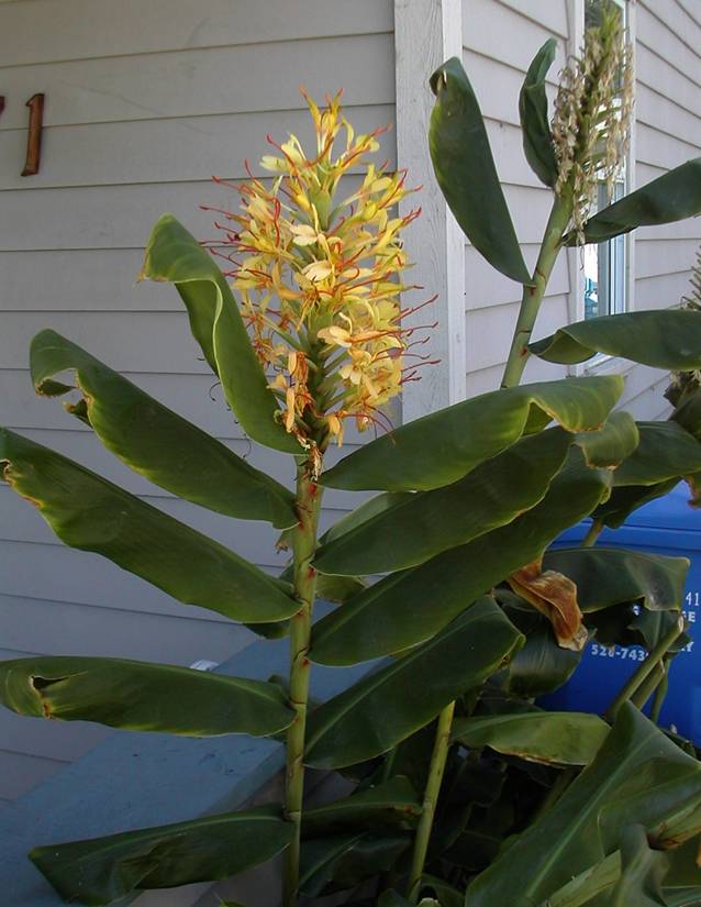 Hedychium gardnerianum