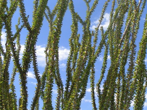 Fouquieria splendens