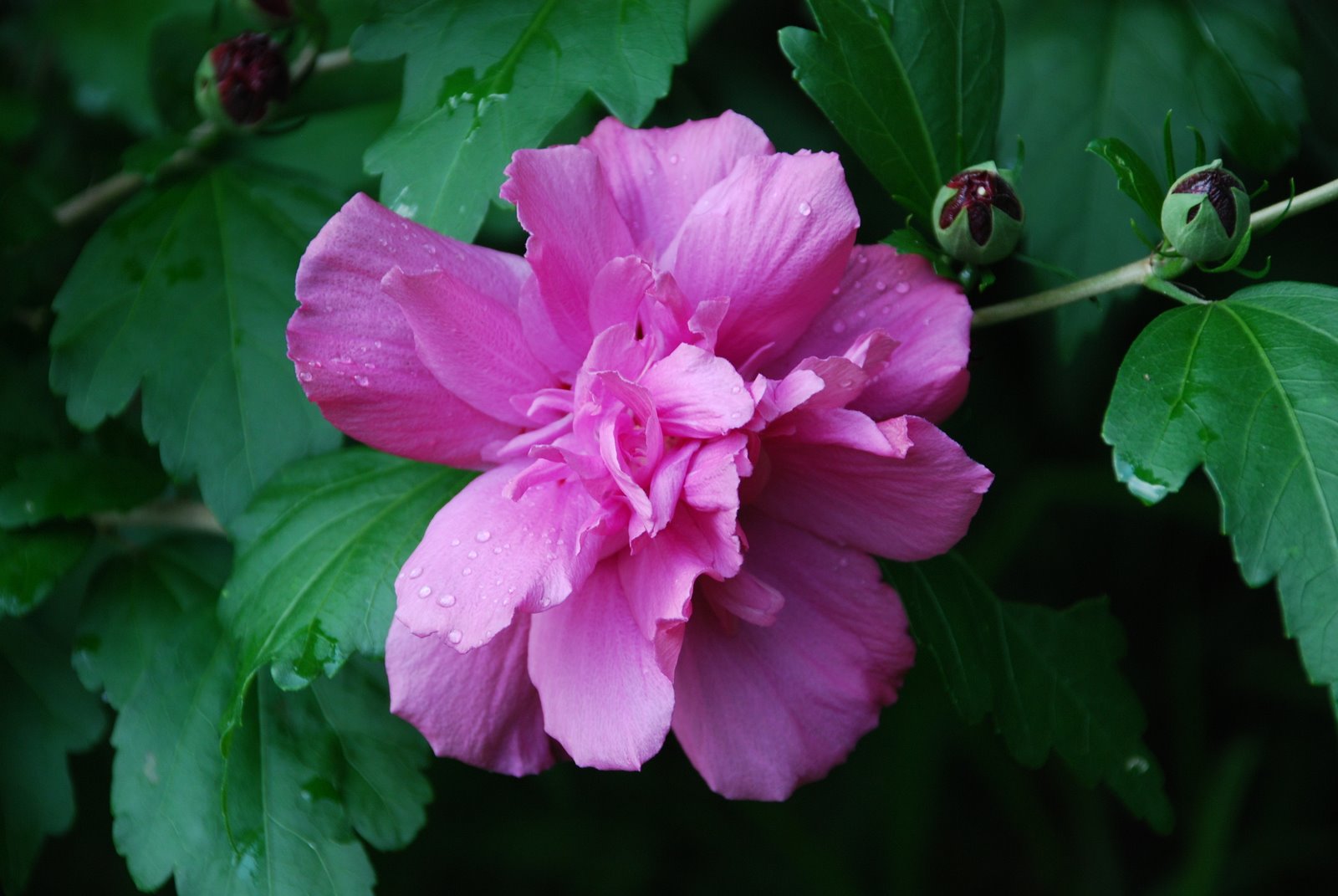Hibiscus syriacus