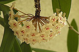 Hoya carnosa