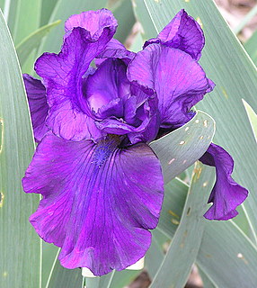 [image] Bearded Iris