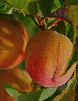 Prunus persica