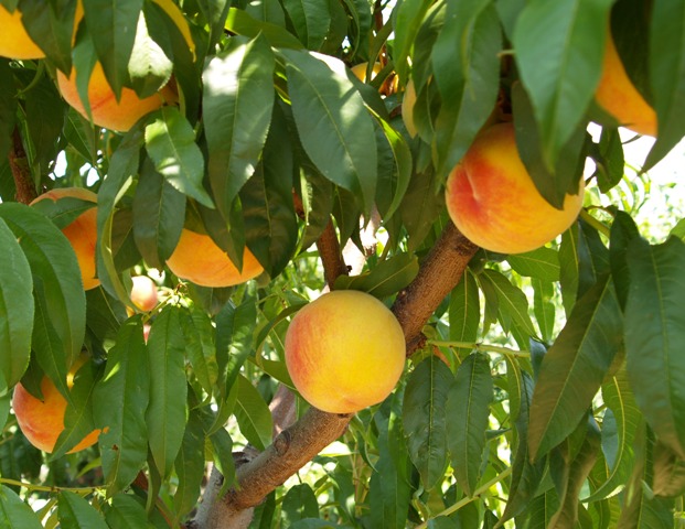 Prunus persica