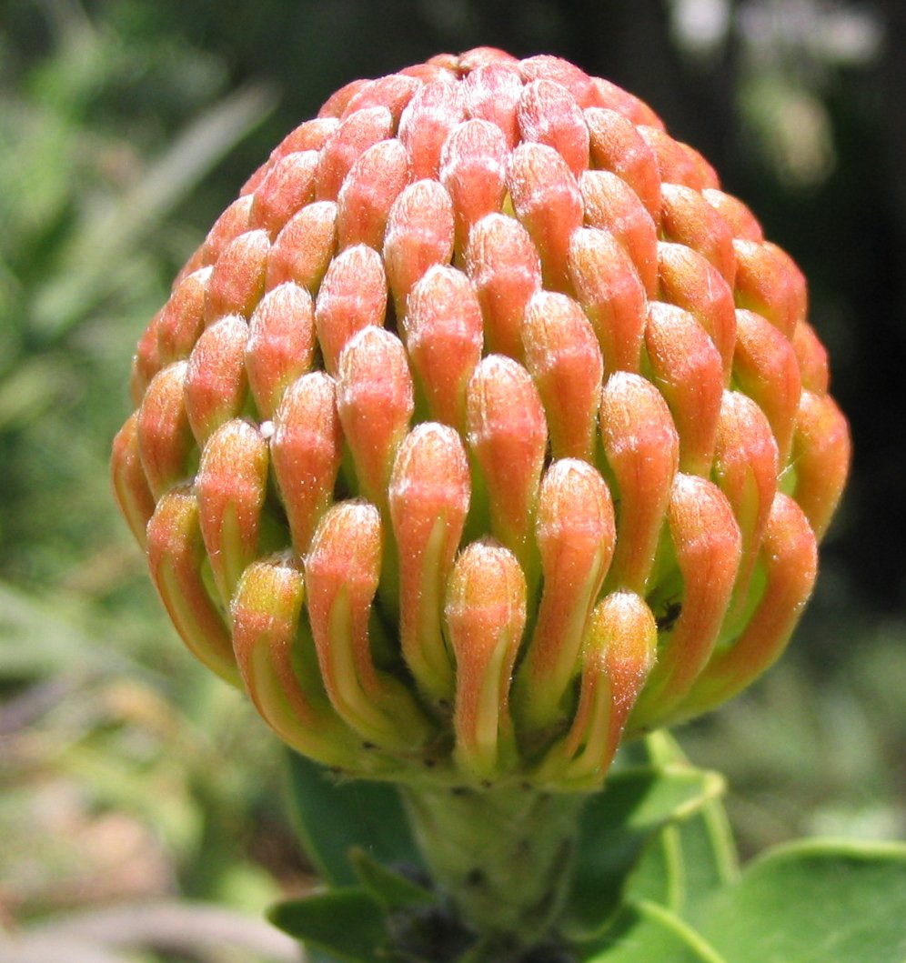 Leucospermum cordifolium