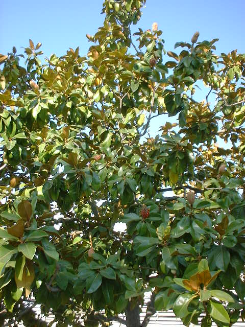 Magnolia grandiflora