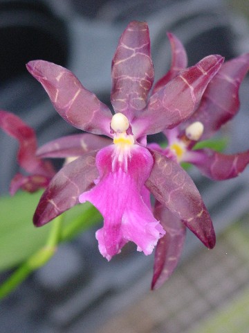 Miltonia spp.
