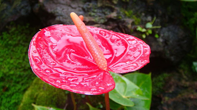 [image] Anthurium
