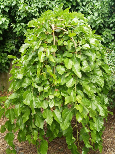 Morus alba