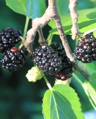 [image] Morus nigra - Black Mulberry