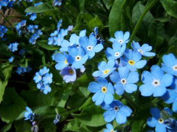 Myosotis