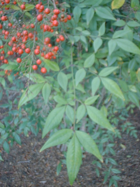 Nandina domestica