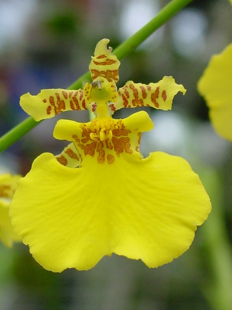 Oncidium