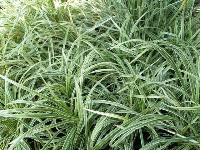 Ophiopogon japonicus