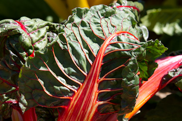 Beta vulgaris var. cicla