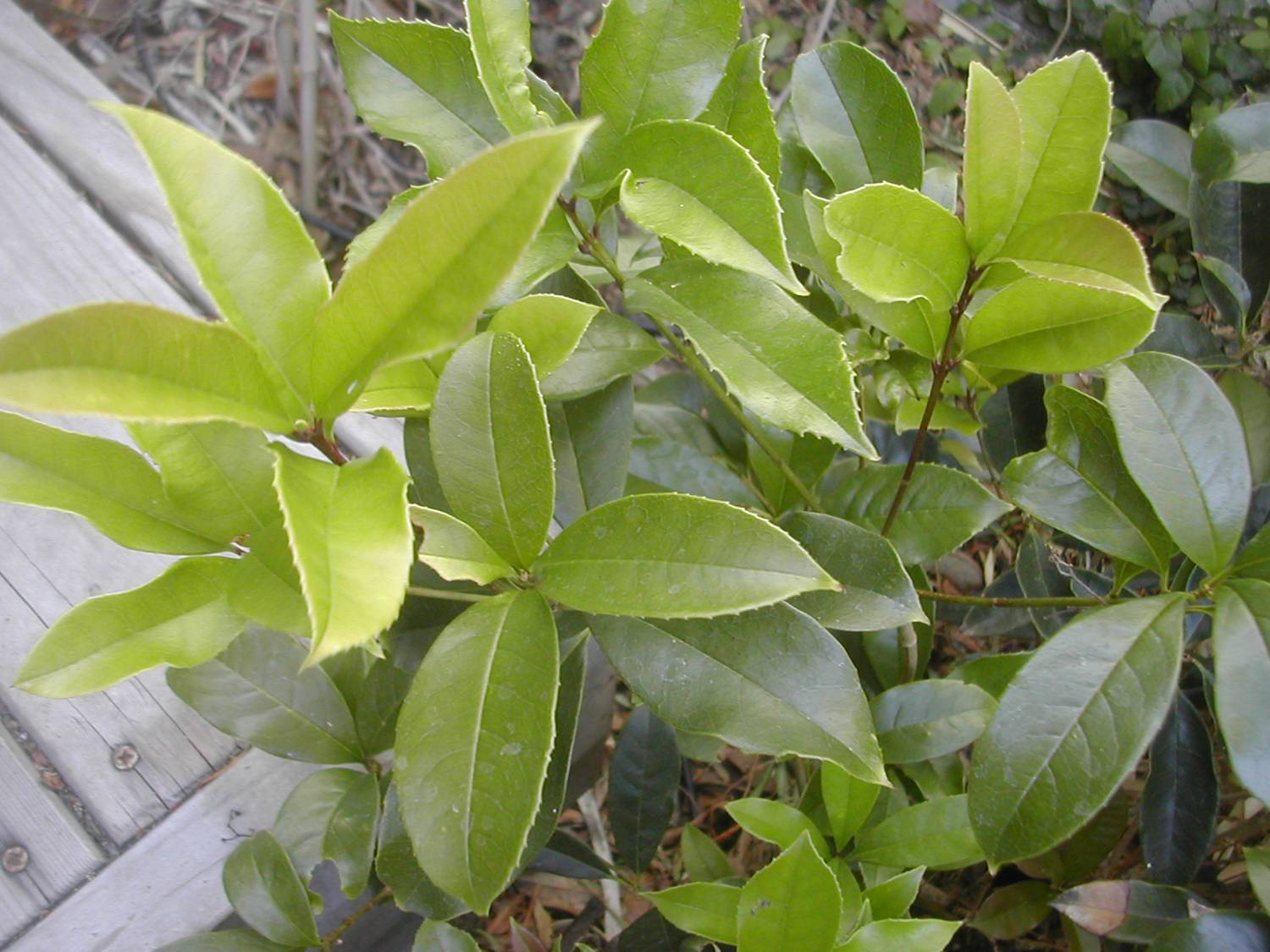 Osmanthus fragrans