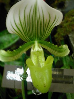 Paphiopedilum spp.