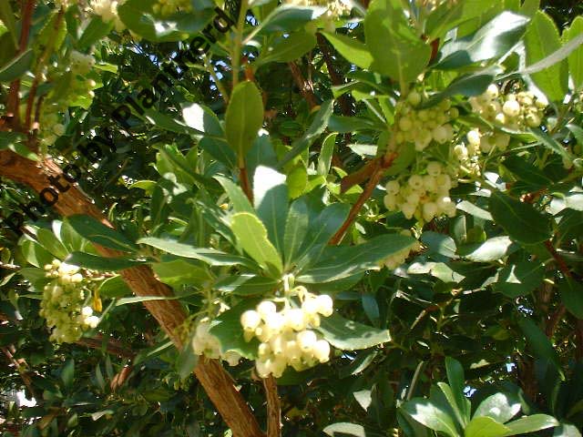 Arbutus unedo