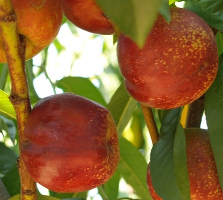 Prunus persica var. nucipersica