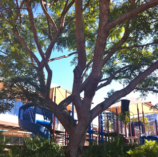 Robinia pseudoacacia