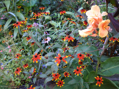 Rudbeckia triloba