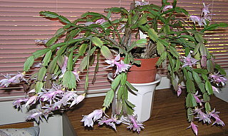 Schlumbergera truncata