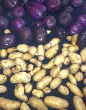 Solanum tuberosum