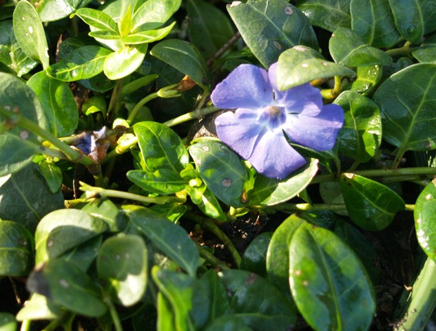Vinca minor