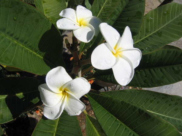 [image] Plumeria alba