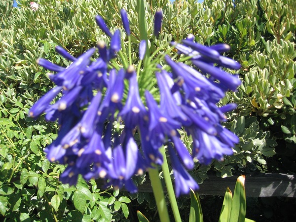 Agapanthus sp 'Storm Cloud'