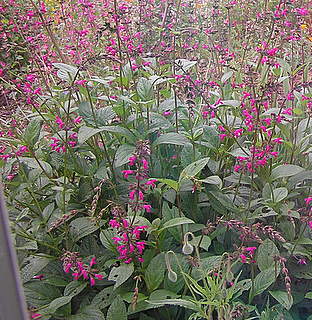 Salvia chiapensis