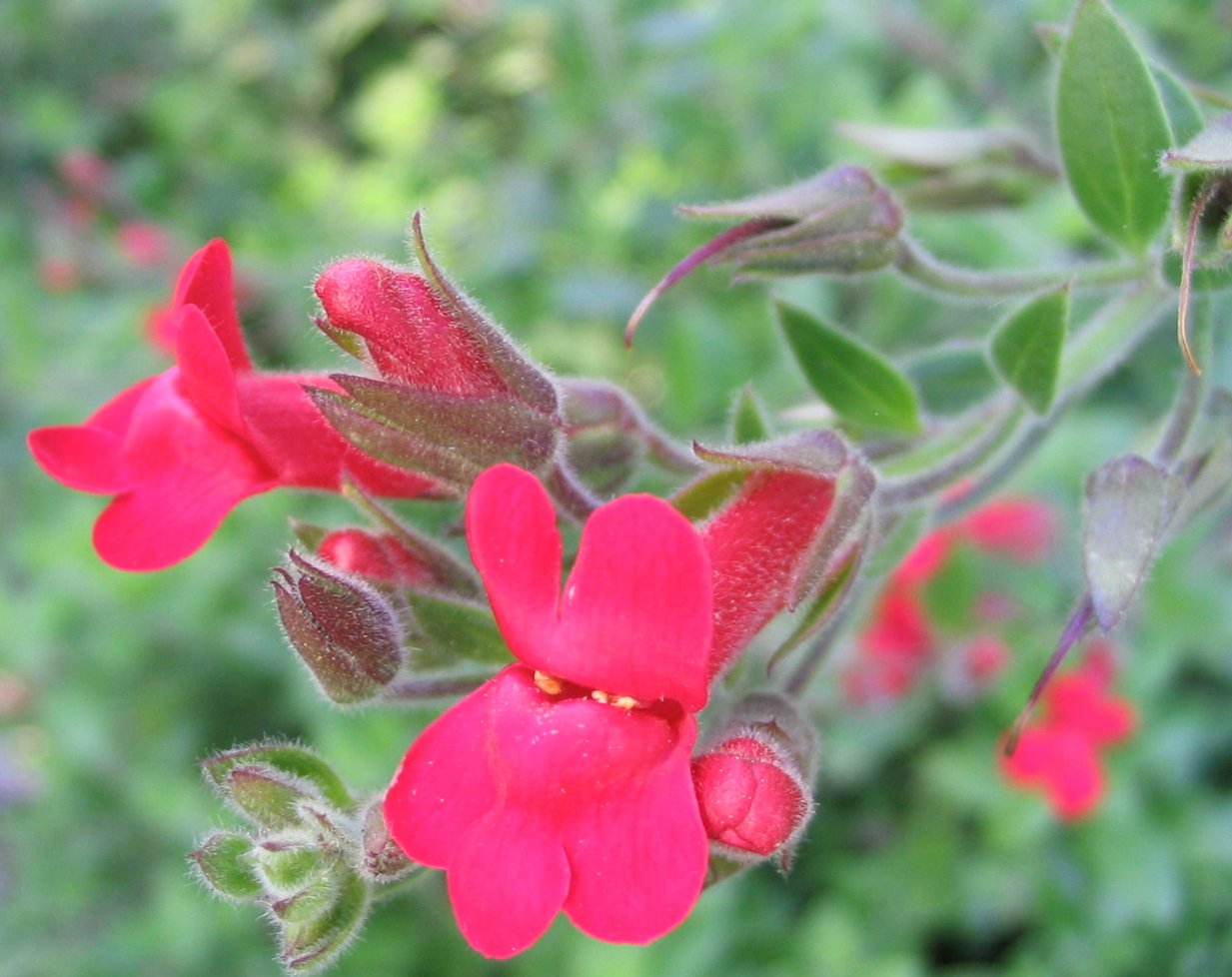 Galvezia speciosa 'Firecracker'