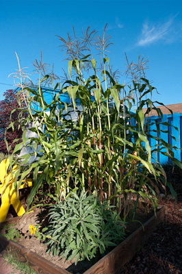 Zea mays var. rugosa