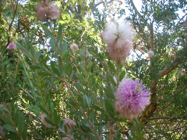 Melaleuca nesophila