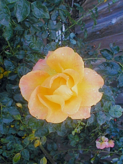 Rosa hybrid 'Day Breaker'