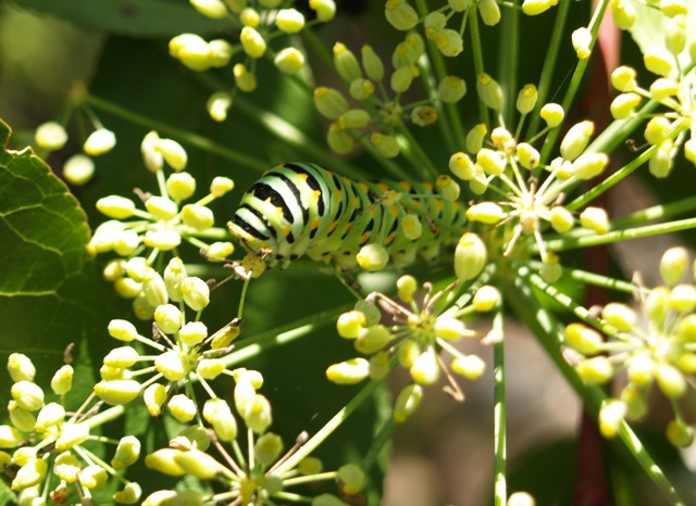 Foeniculum vulgare var. azoricum