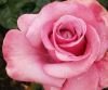 Rosa hybrid