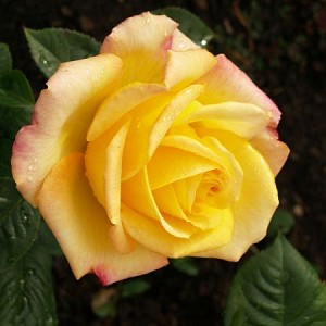 Rosa hybrid